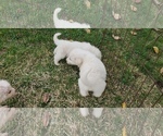 Small Photo #9 Great Pyrenees Puppy For Sale in WINGINA, VA, USA