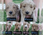 Small Photo #2 Goldendoodle Puppy For Sale in BRIARCLIFF, TX, USA