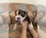 Small Photo #11 English Bulldog Puppy For Sale in CIBOLO, TX, USA