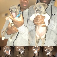 American Pit Bull Terrier Puppy for sale in EL PASO, TX, USA