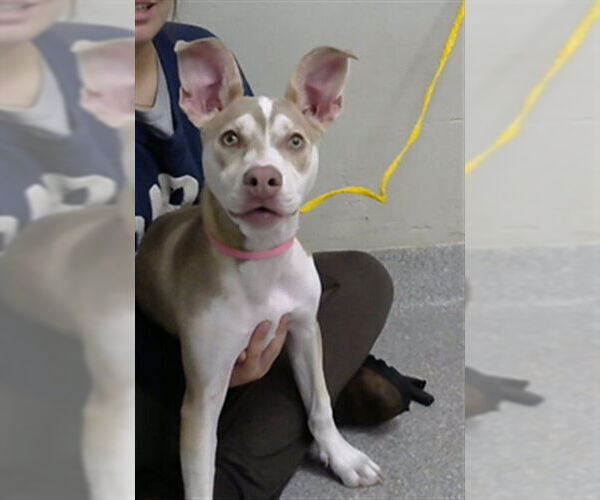 Medium Photo #1 American Pit Bull Terrier-Unknown Mix Puppy For Sale in Pasadena, TX, USA