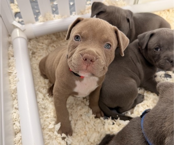 Medium Photo #1 American Pit Bull Terrier Puppy For Sale in ORANGE, NJ, USA