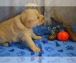 Puppy Max Golden Retriever