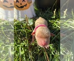 AKC Golden Retr - Male Golden Retriever Puppy for Sale - Photo #10
