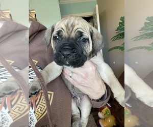 Cane Corso Puppy for sale in RAMONA, CA, USA