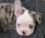 Small Photo #24 French Bulldog Puppy For Sale in KENDALL PARK, NJ, USA