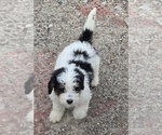 Small Photo #22 Bernedoodle Puppy For Sale in GREENWOOD, IN, USA