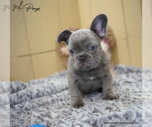 French Bulldog Puppy for Sale in DELTA, Colorado USA