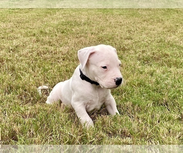 Medium Photo #8 Dogo Argentino Puppy For Sale in SAN ANTONIO, TX, USA