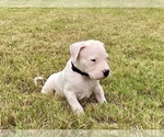 Small Photo #8 Dogo Argentino Puppy For Sale in SAN ANTONIO, TX, USA