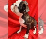 Small Photo #5 Faux Frenchbo Bulldog Puppy For Sale in WATERVLIET, NY, USA