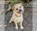 Small Border Terrier