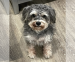 Small Mutt