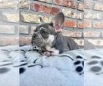 Small #1 French Bulldog