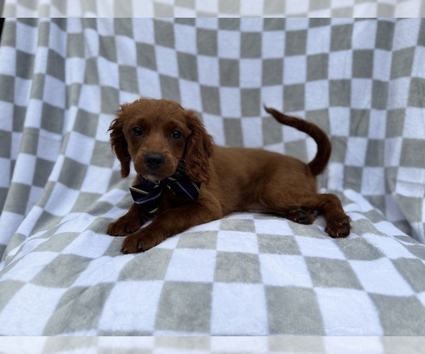 Medium Photo #2 Cavapoo (Miniature) Puppy For Sale in LAKELAND, FL, USA