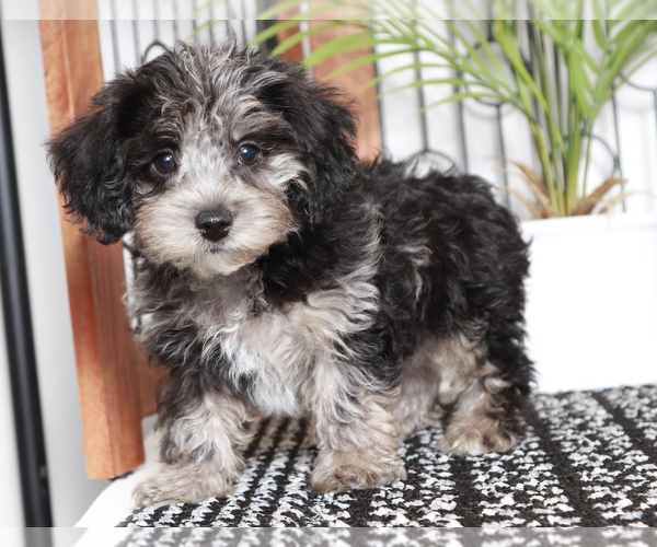 Medium Photo #1 YorkiePoo Puppy For Sale in NAPLES, FL, USA