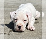 Small Photo #2 Boxer Puppy For Sale in MURFREESBORO, TN, USA