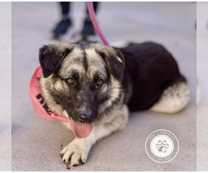 Macy (tripod) - Female Mutt Dog for Adoption - Photo #9