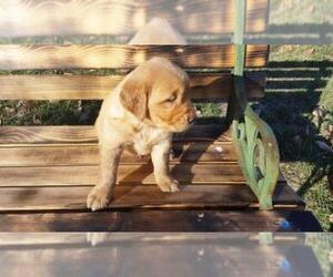 Golden Retriever Puppy for sale in LEON, KS, USA