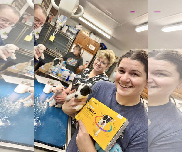 Medium Photo #3 Mutt Puppy For Sale in Williamsburg, IA, USA