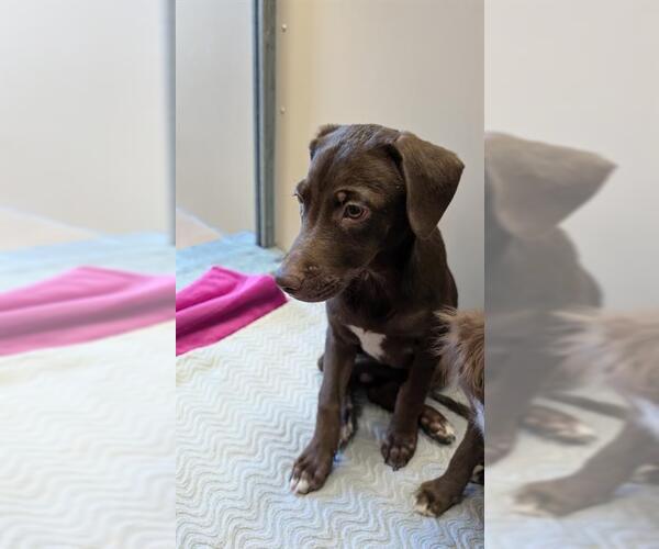 Medium Photo #1 Labrador Retriever-Unknown Mix Puppy For Sale in Frisco, CO, USA