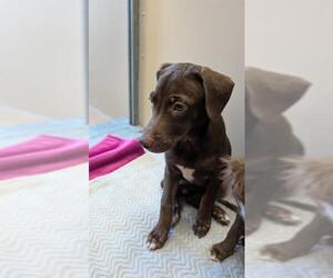 Labrador Retriever-Unknown Mix Dogs for adoption in Frisco, CO, USA