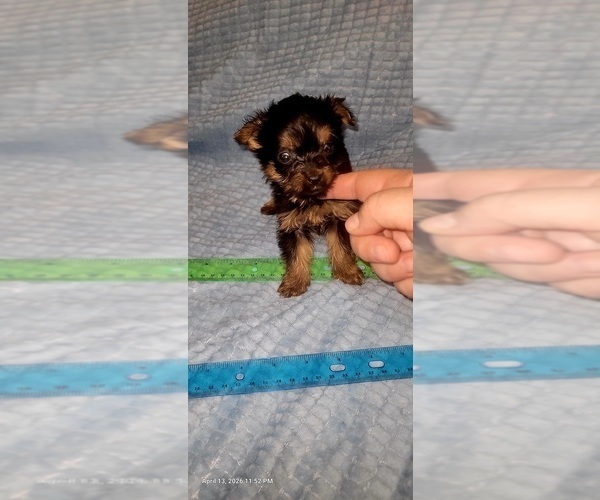 Medium Photo #54 Yorkshire Terrier Puppy For Sale in AKRON, OH, USA