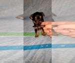 Small Photo #281 Yorkshire Terrier Puppy For Sale in AKRON, OH, USA