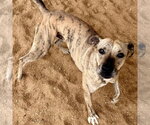Small #1 Mountain Cur Mix