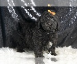 Small #3 Poodle (Miniature)