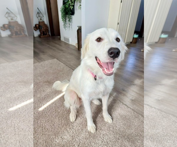 Medium Photo #3 Golden Pyrenees Puppy For Sale in Minneapolis, MN, USA