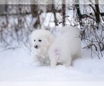 Small #22 Maremma Sheepdog