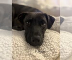 Small #15 American Pit Bull Terrier Mix