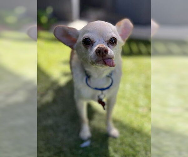 Medium Photo #2 Chihuahua Puppy For Sale in San Diego, CA, USA