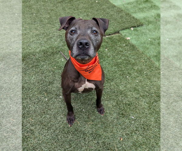 Medium Photo #1 American Pit Bull Terrier-Unknown Mix Puppy For Sale in Calhoun, GA, USA