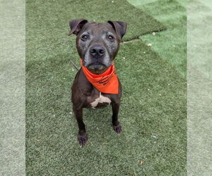 American Pit Bull Terrier-Unknown Mix Dogs for adoption in Calhoun, GA, USA