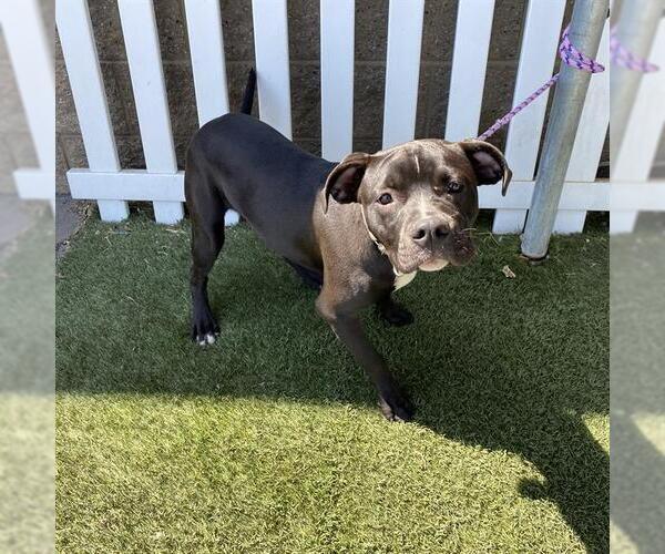 Medium Photo #1 American Pit Bull Terrier-Unknown Mix Puppy For Sale in Modesto, CA, USA