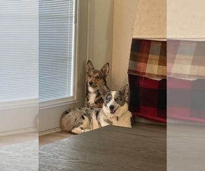 Father of the Cowboy Corgi puppies born on 01/25/2026