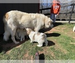 Small #13 Great Pyrenees