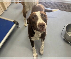 SPONSOR OR FOSTER ME - Mars - Male Australian Shepherd-Unknown Mix Dog for Adoption - Photo #2