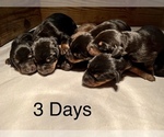 Small Photo #4 Doberman Pinscher Puppy For Sale in TAYLORS, SC, USA