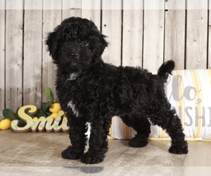 Goldendoodle (Miniature) Puppy for sale in MOUNT VERNON, OH, USA