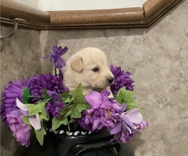 Medium Photo #8 Goberian Puppy For Sale in LOYAL, WI, USA