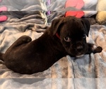 Small #2 Boxer