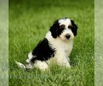 Small #3 Bernedoodle (Miniature)