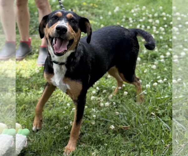 Medium Photo #3 Mutt Puppy For Sale in Yardley, PA, USA