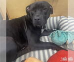 Small #8 Labrador Retriever
