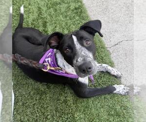 Pointer-Unknown Mix Dogs for adoption in San Diego, CA, USA