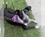 Dotty - Adopted! - Female Pointer-Unknown Mix Dog for Adoption - Small photo
