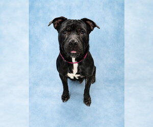 Mutt Dogs for adoption in Westminster, MD, USA